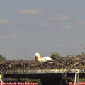 15_50-mast.jpg