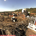 15_55-nest.jpg
