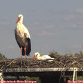 16_00-mast.jpg