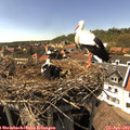 16_00-nest.jpg