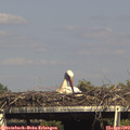 16_05-mast.jpg