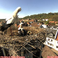 16_15-nest.jpg