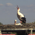 16_20-mast.jpg