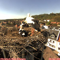 16_20-nest.jpg