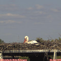 16_25-mast.jpg