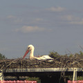 16_30-mast.jpg