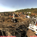 16_30-nest.jpg