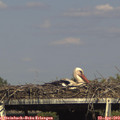 16_35-mast.jpg