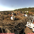 16_35-nest.jpg
