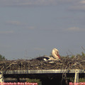 16_40-mast.jpg