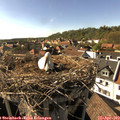 16_50-nest.jpg