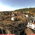 16_55-nest.jpg
