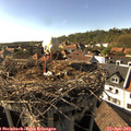 17_00-nest.jpg