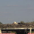 17_05-mast.jpg