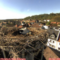 17_05-nest.jpg