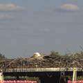 17_10-mast.jpg