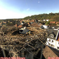 17_10-nest.jpg