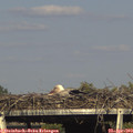 17_15-mast.jpg