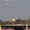 17_20-mast.jpg
