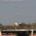 17_25-mast.jpg