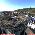 17_25-nest.jpg