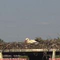 17_30-mast.jpg