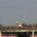 17_40-mast.jpg
