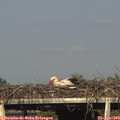 17_50-mast.jpg