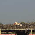 18_05-mast.jpg
