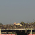 18_10-mast.jpg