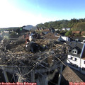 18_20-nest.jpg