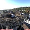 18_25-nest.jpg