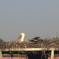 18_40-mast.jpg