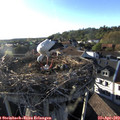 18_50-nest.jpg