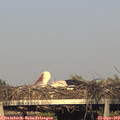 18_55-mast.jpg