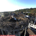 18_55-nest.jpg