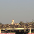 19_00-mast.jpg
