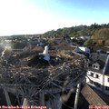 19_00-nest.jpg