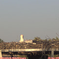 19_05-mast.jpg