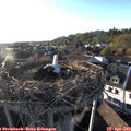19_05-nest.jpg