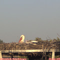 19_10-mast.jpg