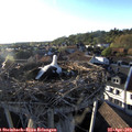 19_10-nest.jpg