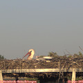 19_15-mast.jpg