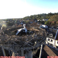 19_15-nest.jpg