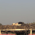 19_20-mast.jpg