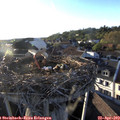 19_20-nest.jpg