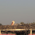 19_25-mast.jpg
