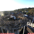 19_25-nest.jpg