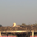 19_30-mast.jpg