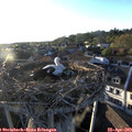 19_30-nest.jpg